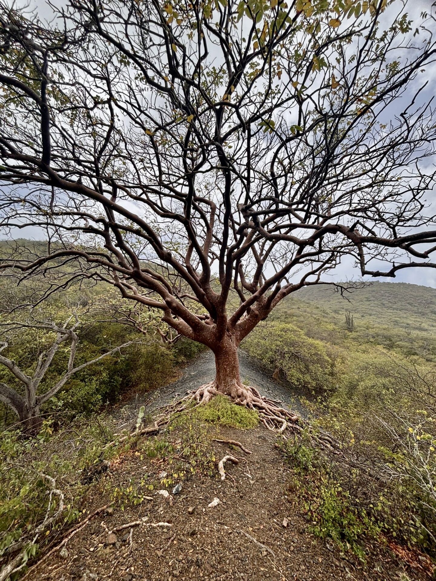 tree of life curacao