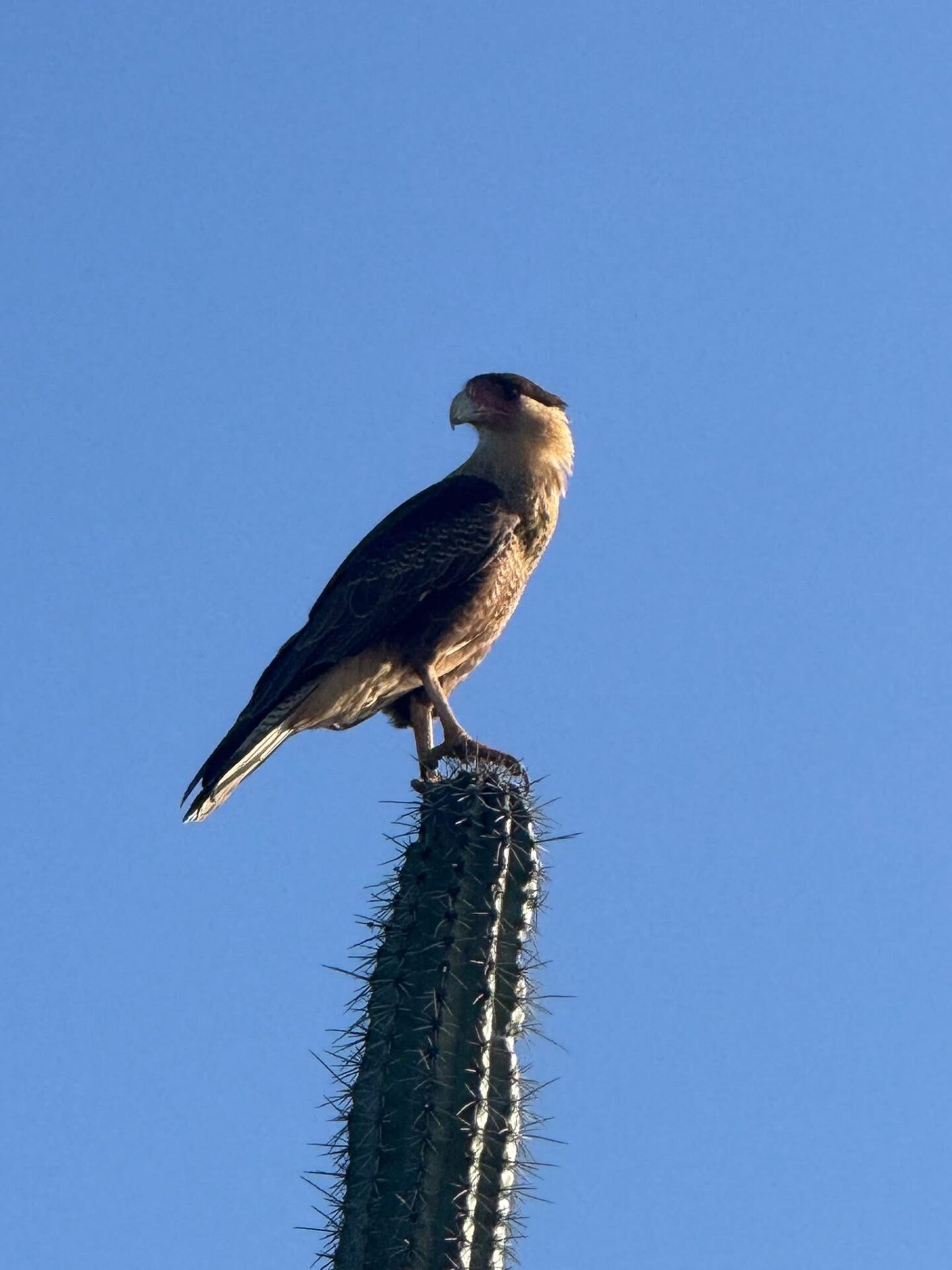 wara wara roofvogel curacao